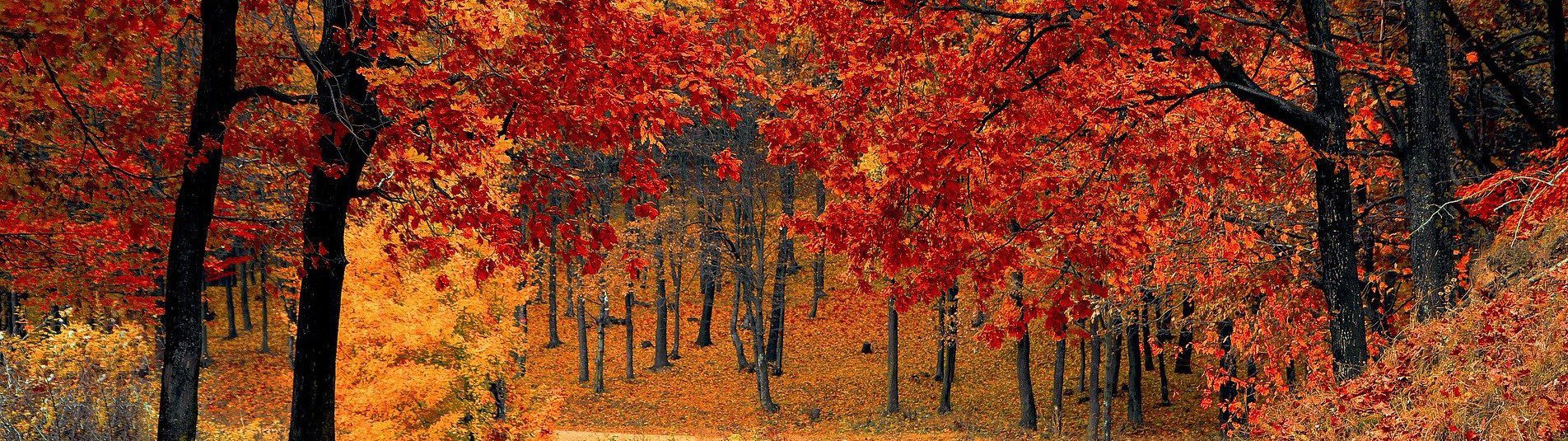 photo automne quoi porter Renaissance